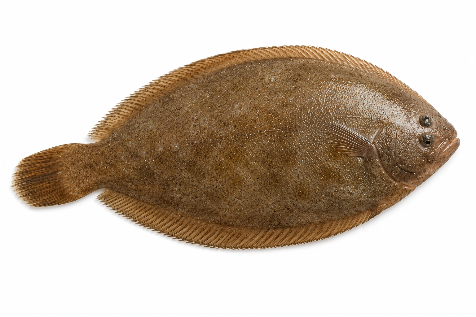 East Coast Soles (200g - 250g)